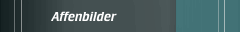 Affenbilder